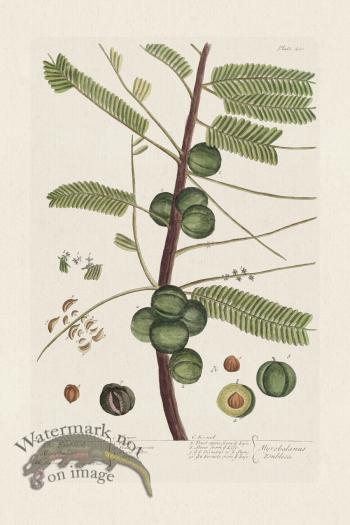 BEE 400 The Emblick Myraobakan